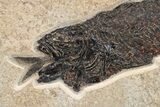 Green River Fossil Fish Display with Mioplosus Aspiration! #295648-1